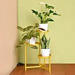 Luck and Peace Plant Stand