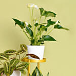 Luck and Peace Plant Stand