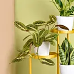 Luck and Peace Plant Stand
