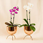 Duo of white and purple Orchid plants in Premium Metal Pot