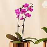 Duo of white and purple Orchid plants in Premium Metal Pot