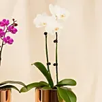 Duo of white and purple Orchid plants in Premium Metal Pot
