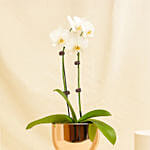 White Orchid Flower plant in Premium Metal Pot