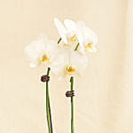 White Orchid Flower plant in Premium Metal Pot