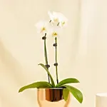 White Orchid plant in Premium Golden Metal Pot