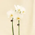 White Orchid plant in Premium Golden Metal Pot