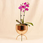 Purple Orchid Flower plant in Premium Metal Pot