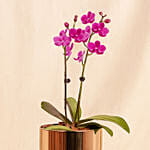 Purple Orchid Flower plant in Premium Metal Pot