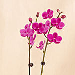 Purple Orchid Flower plant in Premium Metal Pot