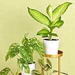 Reduce Noise And Air Pollution Plant Stand