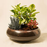 Fittonia With Peperomia Haworthia In Platter Planter