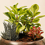 Fittonia With Peperomia Haworthia In Platter Planter