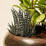 Fittonia With Peperomia Haworthia In Platter Planter
