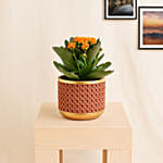 Yellow Kalanchoe In Ceramic Pot