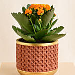 Yellow Kalanchoe In Ceramic Pot