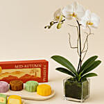 Mid-Autumn Snowskin Mooncake Box of 4 with White Orchid Plant Gift Set
