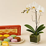 Mid-Autumn Snowskin Mooncake Box of 8 with White Orchid Plant Gift Set