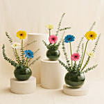 Gerbera Garden