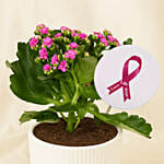Inspiring Pink Flower Plant - Pink Ribbon