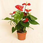 Anthurium Plant In Round Red Pot