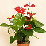 Anthurium Plant In Round Red Pot
