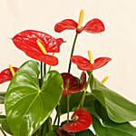 Anthurium Plant In Round Red Pot