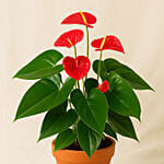 Blooming Anthurium Plant In Round Red Pot