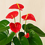 Blooming Anthurium Plant In Round Red Pot