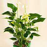 Blooming Anthurium Plant In Square Glass Vase