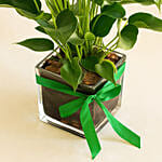 Blooming Anthurium Plant In Square Glass Vase
