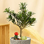 Buddhist Pine Plant Bonsai Garden