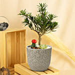 Buddhist Pine Plant Bonsai Garden