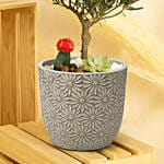 Buddhist Pine Plant Bonsai Garden