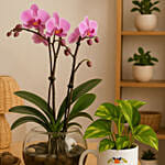 Birthday Bundle with Orchid and Money Plant