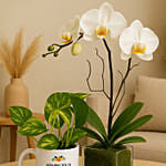 Orchid and Money Plant Bundle