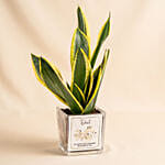 With Plant