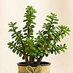 Beautiful Classic Jade Plant