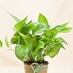Beautiful Classic Money Plant