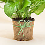 Beautiful Classic Money Plant