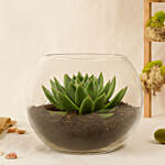 Green Echeveria in Fish Bowl