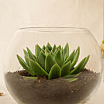 Green Echeveria in Fish Bowl