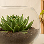 Green Echeveria in Fish Bowl