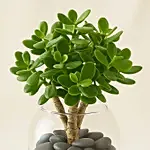 Jade Plant In Glass Bowl