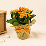 Jute Wrapped Orange Kalanchoe Plant
