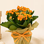 Jute Wrapped Orange Kalanchoe Plant