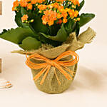 Jute Wrapped Orange Kalanchoe Plant