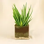 Aloe Vera Plant In Square Vase