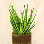 Aloe Vera Plant In Square Vase