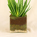 Aloe Vera Plant In Square Vase