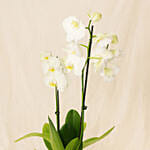 Double Stem White Orchid In Nursery Pot